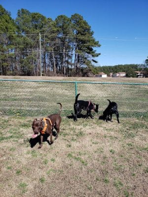 Bark Park at Fort Bragg
