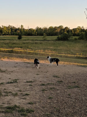Thompson Road Regional Dog Park