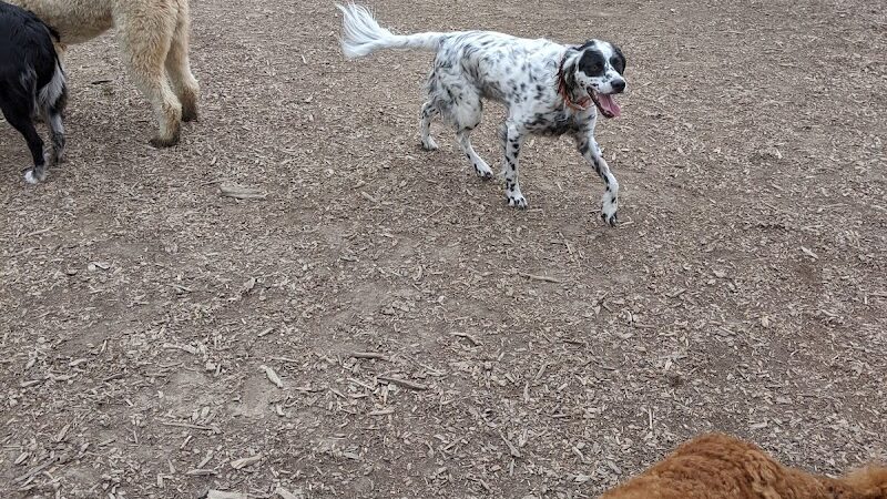 Thompson Road Regional Dog Park - Fenton, MI