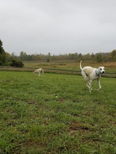 Thompson Road Regional Dog Park - Fenton, MI