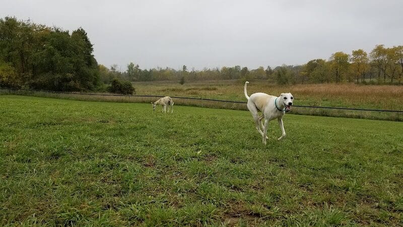 Thompson Road Regional Dog Park - Fenton, MI