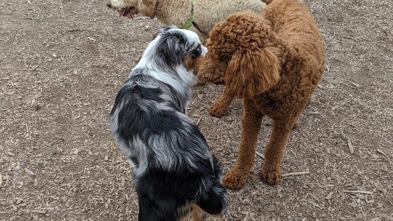 Thompson Road Regional Dog Park - Fenton, MI