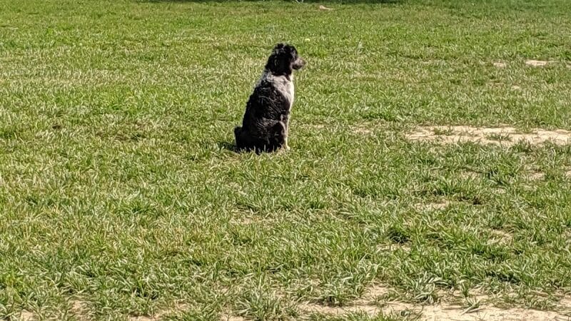 Thompson Road Regional Dog Park - Fenton, MI