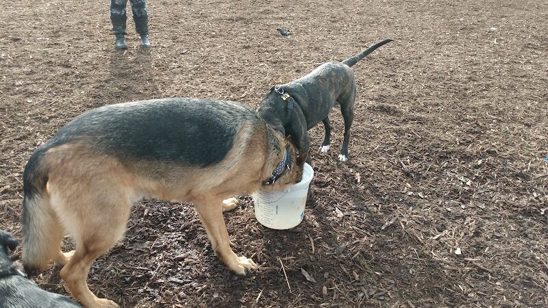 Thompson Road Regional Dog Park - Fenton, MI