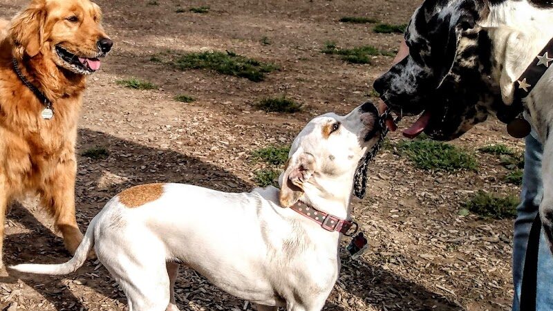 Thompson Road Regional Dog Park - Fenton, MI