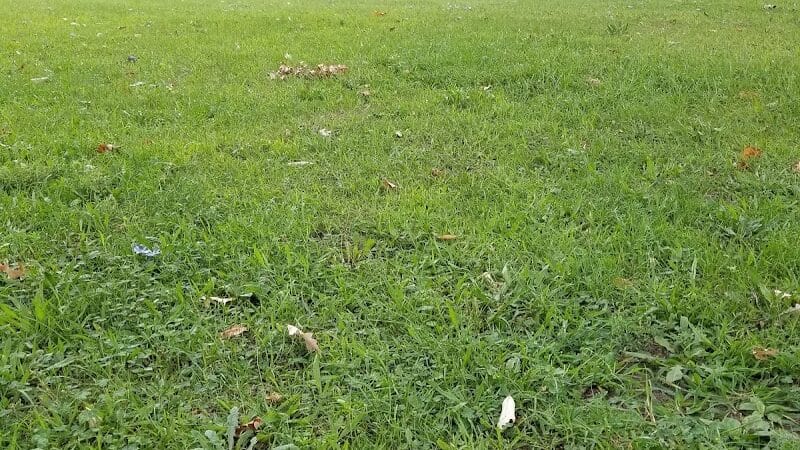Garbutt Park - Ferndale,