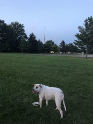 Ferndale Dog Park (Membership Required)