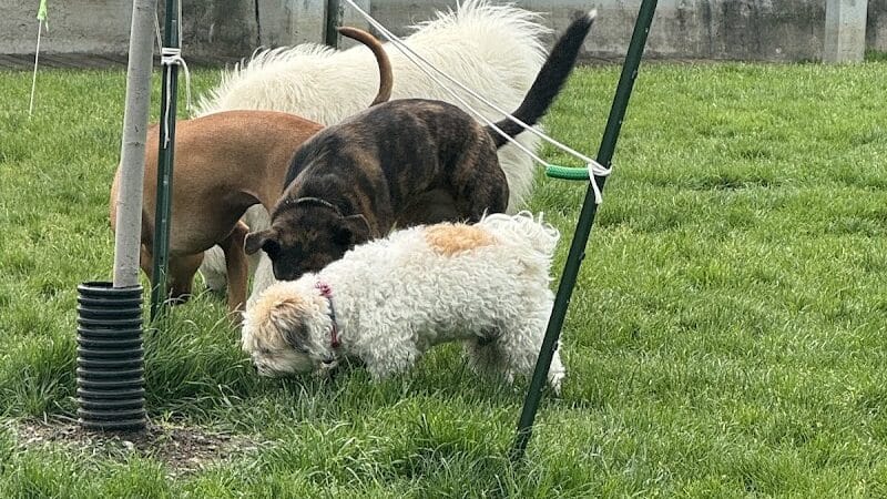 Dog Park at Coast Guard Park - Ferrysburg,