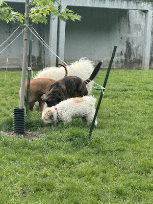 Dog Park at Coast Guard Park