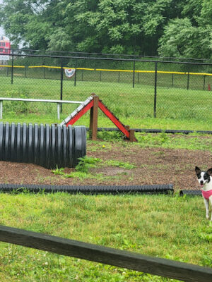 Dog Park at Turkey Brook