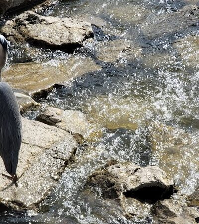 Flat Rock Dam - Flat Rock,