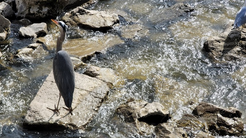 Flat Rock Dam - Flat Rock,