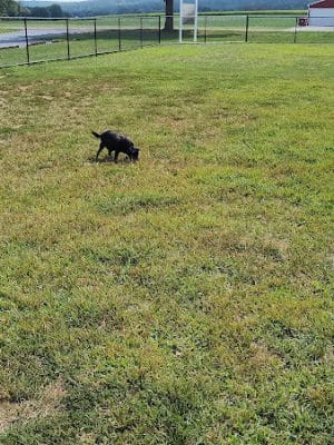 Maidencreek Township Dog Park