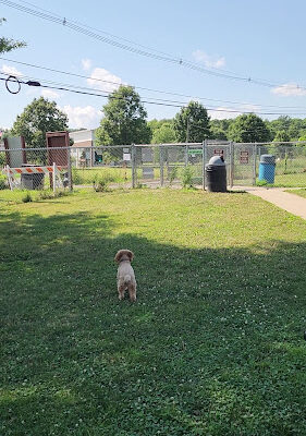 The Hunterdon County Off-Leash Dog Area