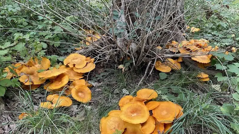 Bassett Park - Flint, MI
