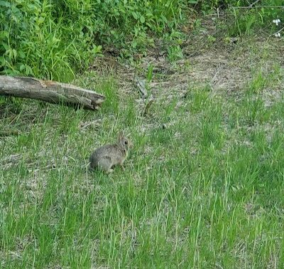Hill Road Park - Flint, MI