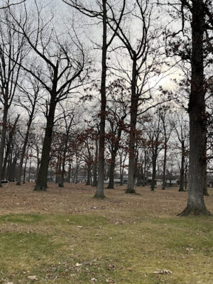 Farnumwood Park