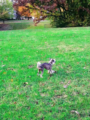Mott Park