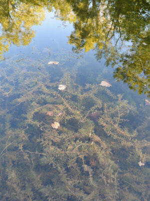 Thread Lake Park