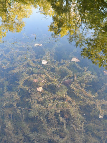 Thread Lake Park