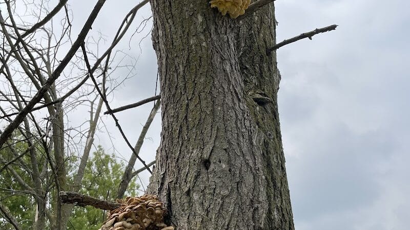 Mott Park Recreation Area - Flint, MI