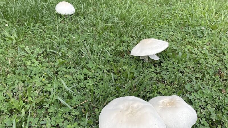Sarginson Park - Flint, MI