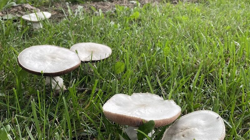 Sarginson Park - Flint, MI