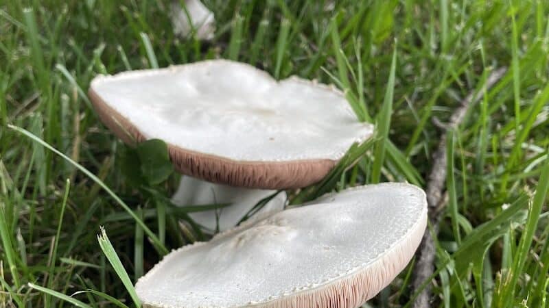 Sarginson Park - Flint, MI