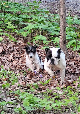Twin Oaks Trail