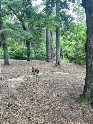 McLeod Park Dog Park