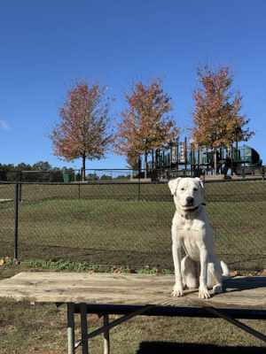 Cherokee Bluffs Dog Park