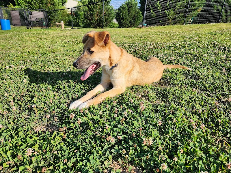 Mulberry Creek Dog Park - Flowery Branch, GA