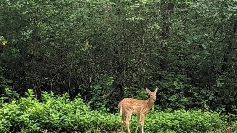 Flushing County Park - Flushing, MI