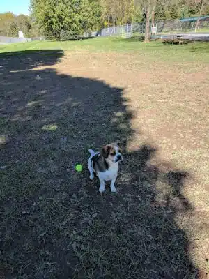 Route 100 Off-Leash Dog Park