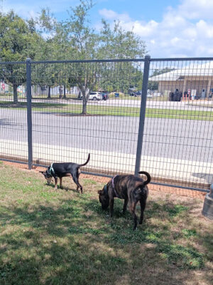 Foley Dog Park