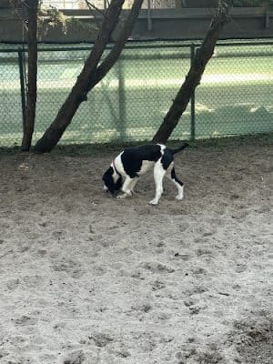 The Bark Park