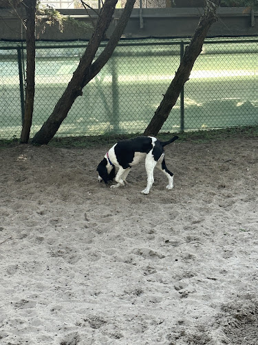 The Bark Park
