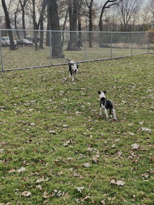 Forest City Dog Park