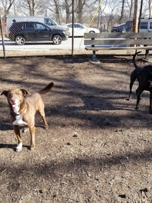 Underbridge Dog Run