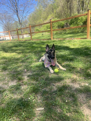 Fort Belvoir Dog Park