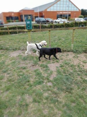 Fort Bragg Dog Park - Fort Bragg, CA