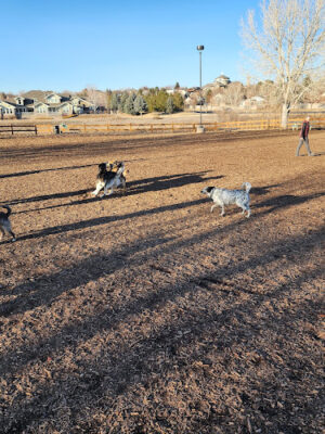 Fossil Creek Dog Park