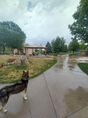 Soft Gold Dog Park