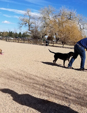 Spring Canyon Dog Park