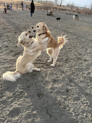 Twin Silo Dog Park