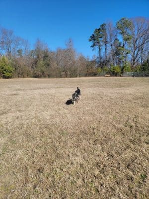 733D Force Support Squadron Dog Park