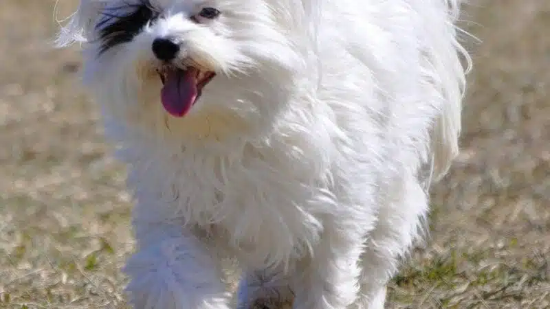 Fort Gratiot Canine Commons - Fort Gratiot Township, MI
