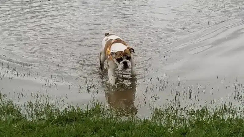 Fort Gratiot Canine Commons - Fort Gratiot Township, MI