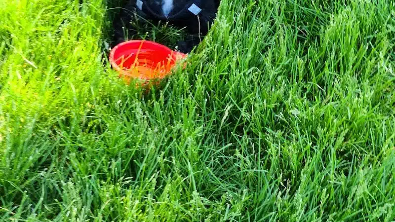 Fort Gratiot Canine Commons - Fort Gratiot Township, MI