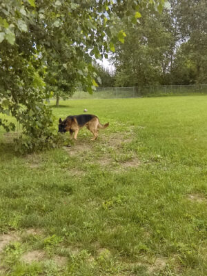 Fort Gratiot Canine Commons